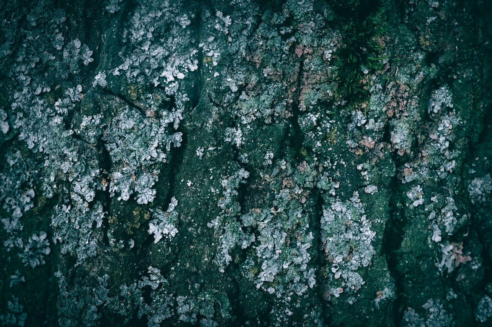 Close-up of wet bark covered in pale grey-green foliose lichen with a patch of darker moss.
