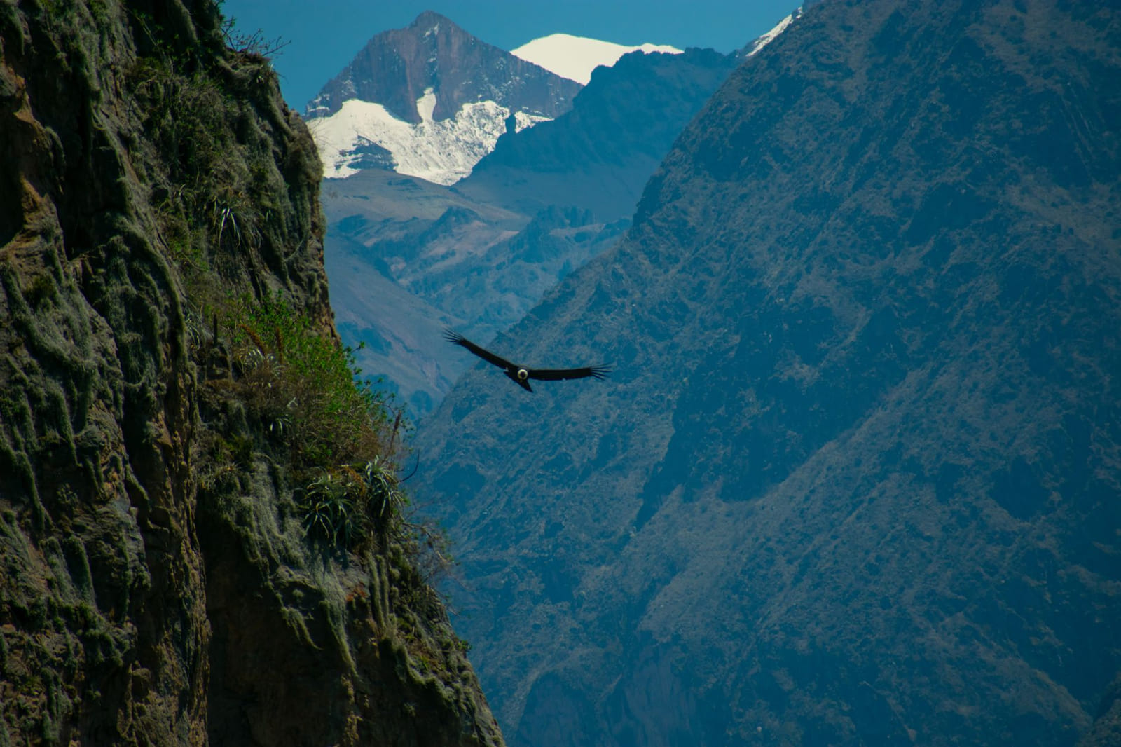 An Andean condor glides with outstretched wings between the walls of the Colca Canyon, snow peaks behind