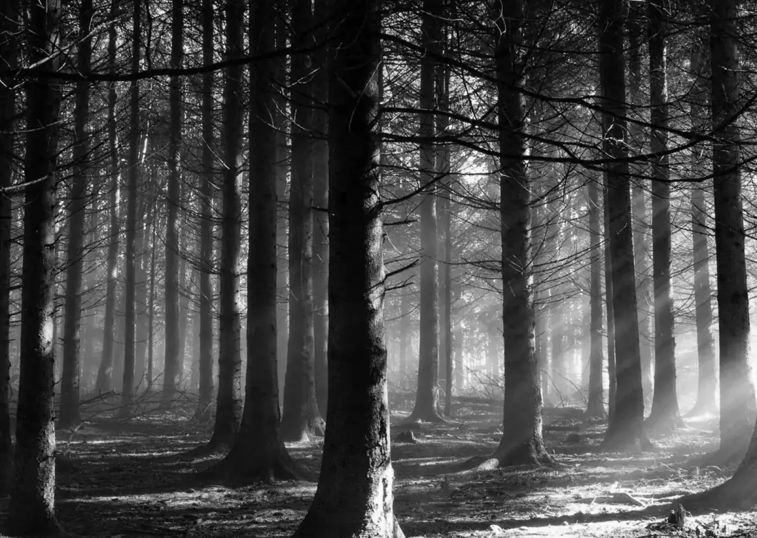 Black-and-white forest photograph